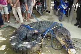 5-метрового крокодила-людоеда поймали в Индонезии