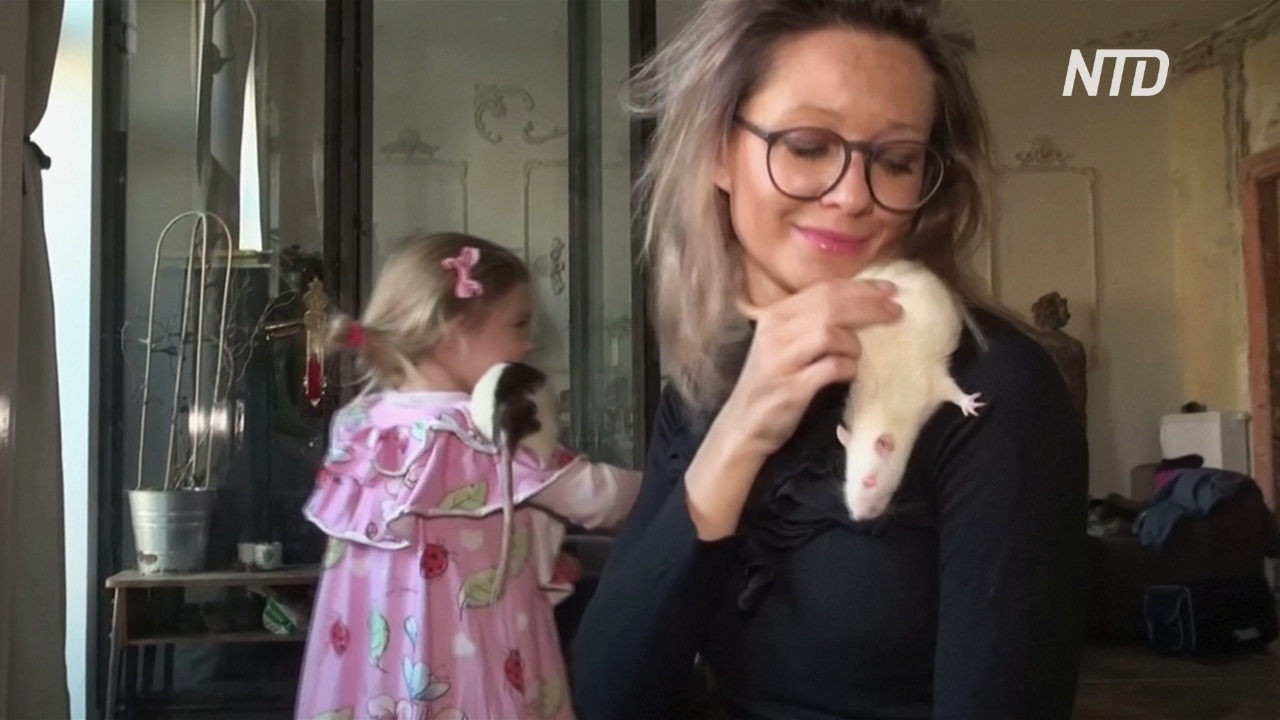 Польский волонтёр ищет хозяев бывшим подопытным крысам