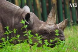 В Танзании умер самый старый в мире носорог, доживший до 57 лет