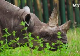 В Танзании умер самый старый в мире носорог, доживший до 57 лет
