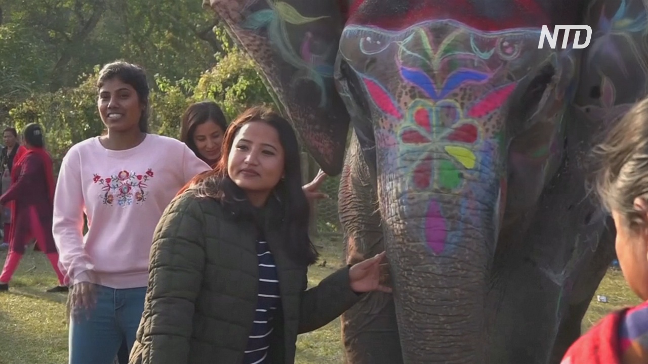 В Непале прошёл конкурс слоновьей красоты