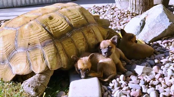 Щенки-сироты нашли утешение у дедушки-черепахи