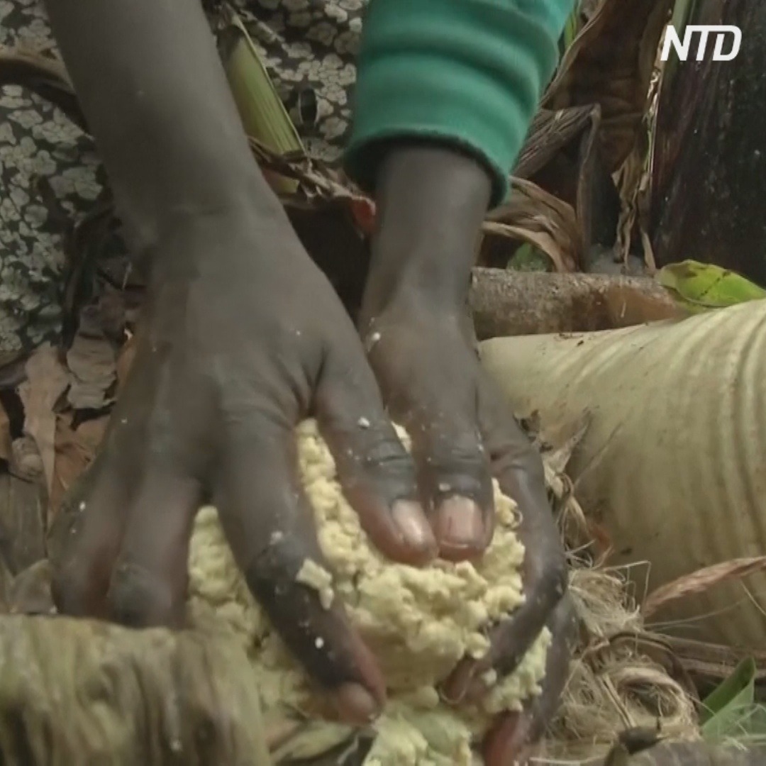 Может ли энсета или «стероидный банан» спасти африканцев от голода?