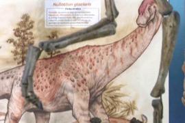 Новых травоядных динозавров обнаружили в Аргентине