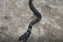 Двухголовая кобра заползла в индийскую деревню