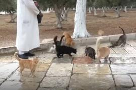 Кто такой «Папа всех котят», и почему он носит еду в мечеть эль-Акса