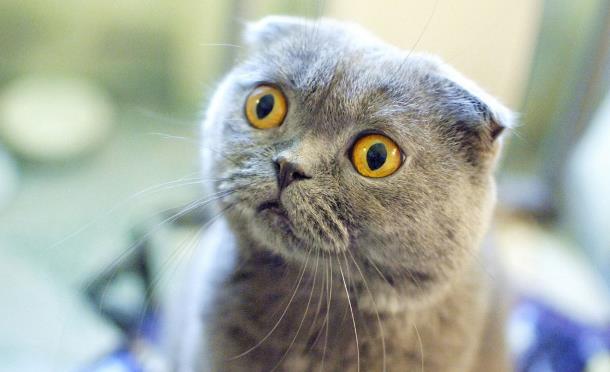 Шотландская вислоухая кошка: особенности породы и характер