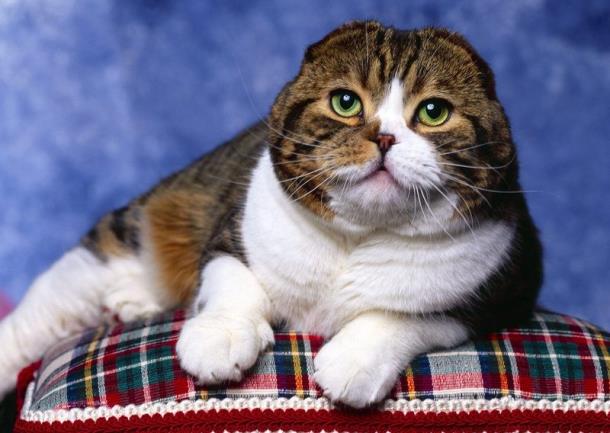 Шотландская вислоухая кошка: особенности породы и характерНовости мира  сегодня NTD