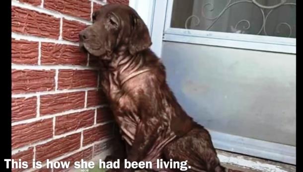 Бездомная собака впервые принимает ванну. Видео