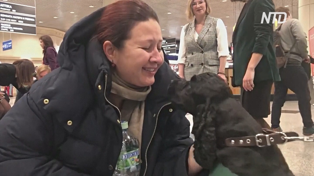 Собаки-терапевты подняли настроение авиапассажирам в Домодедово