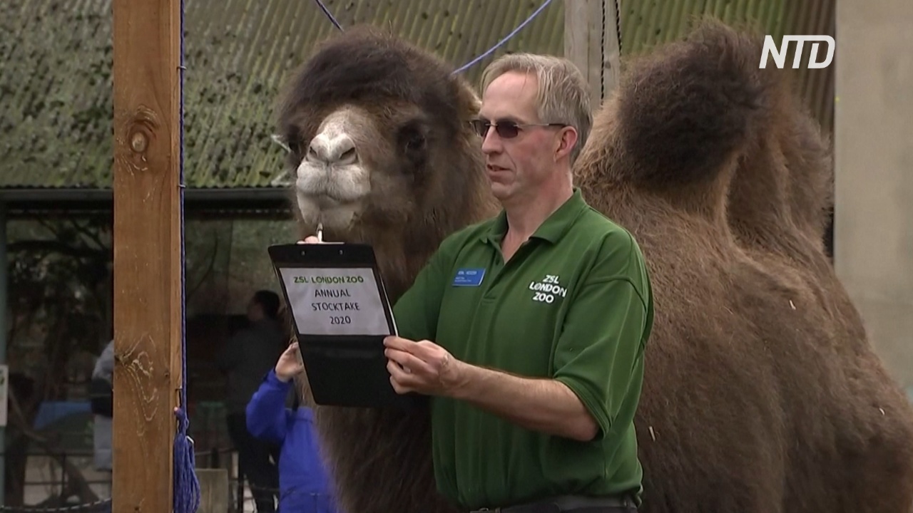 Учесть каждого: в Лондонском зоопарке начался ежегодный подсчёт животных