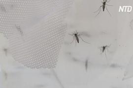 Заражённые комары могут остановить лихорадку Денге