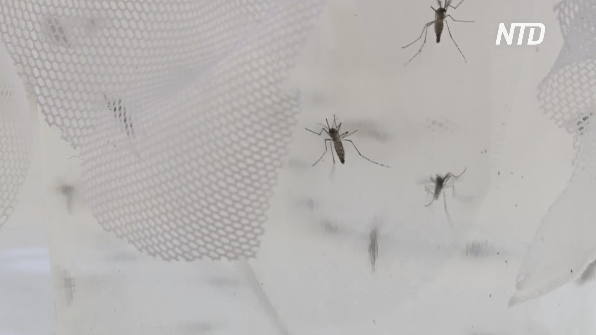 Заражённые комары могут остановить лихорадку Денге
