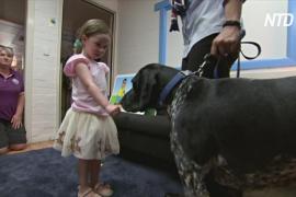 Австралийских детей учат безопасно общаться с собаками