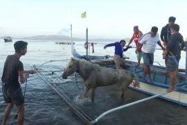 Извержение вулкана на Филиппинах: жители вернулись, чтобы спасти лошадей
