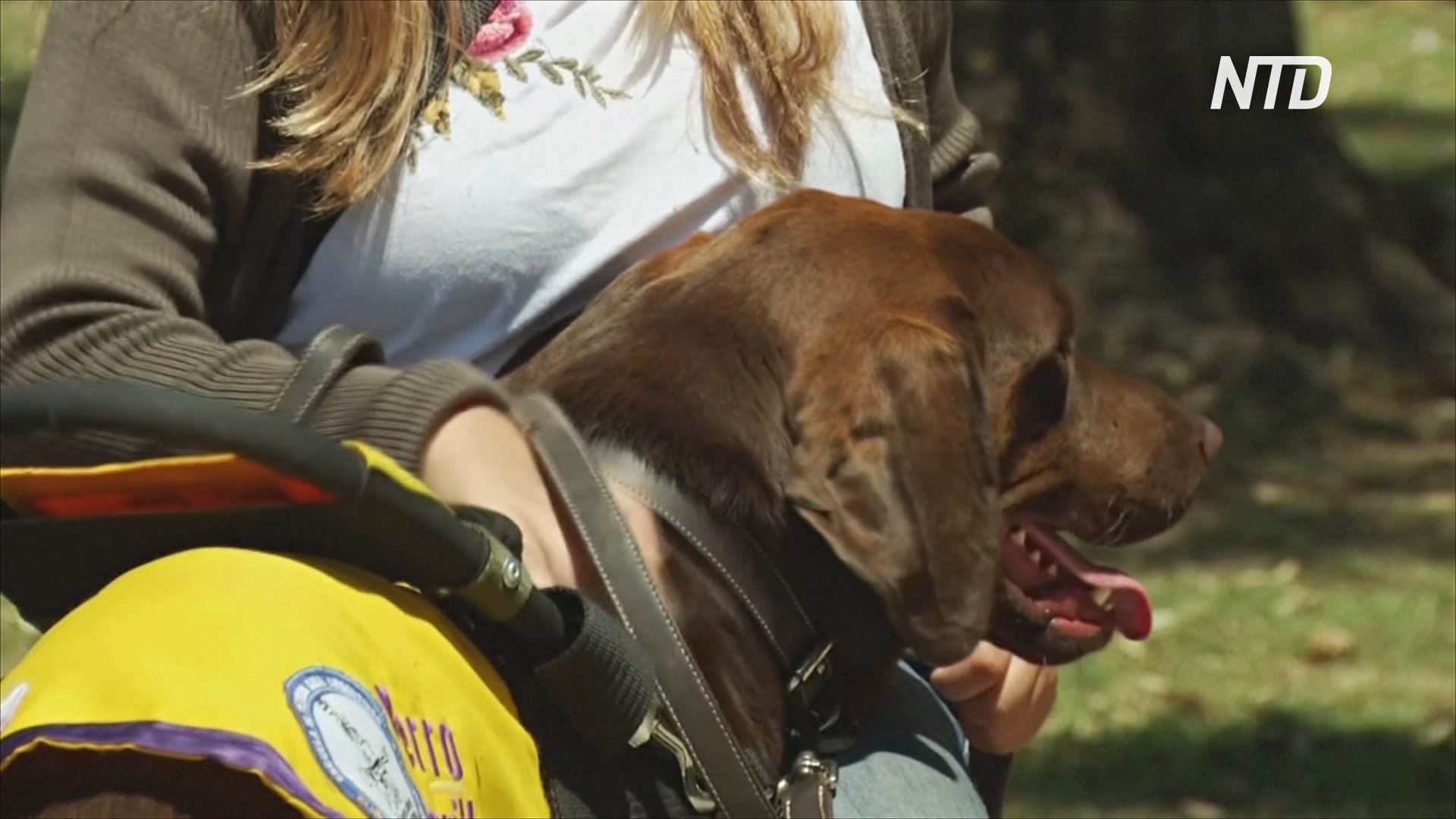 В Аргентине по два года обучают собак-поводырей и их владельцев