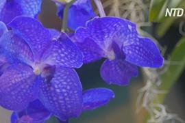В «Аптекарском огороде» Москвы цветут тысячи экзотических орхидей