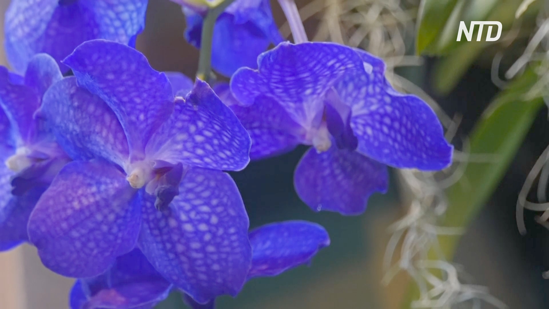 В «Аптекарском огороде» Москвы цветут тысячи экзотических орхидей