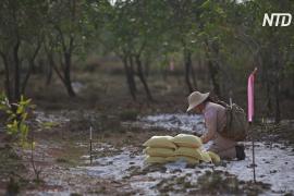 Вьетнамские поля снова возделывают после очистки их от мин