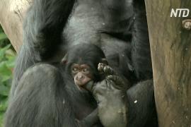 В зоопарке Сан-Паулу представили детёныша шимпанзе