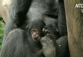 В зоопарке Сан-Паулу представили детёныша шимпанзе