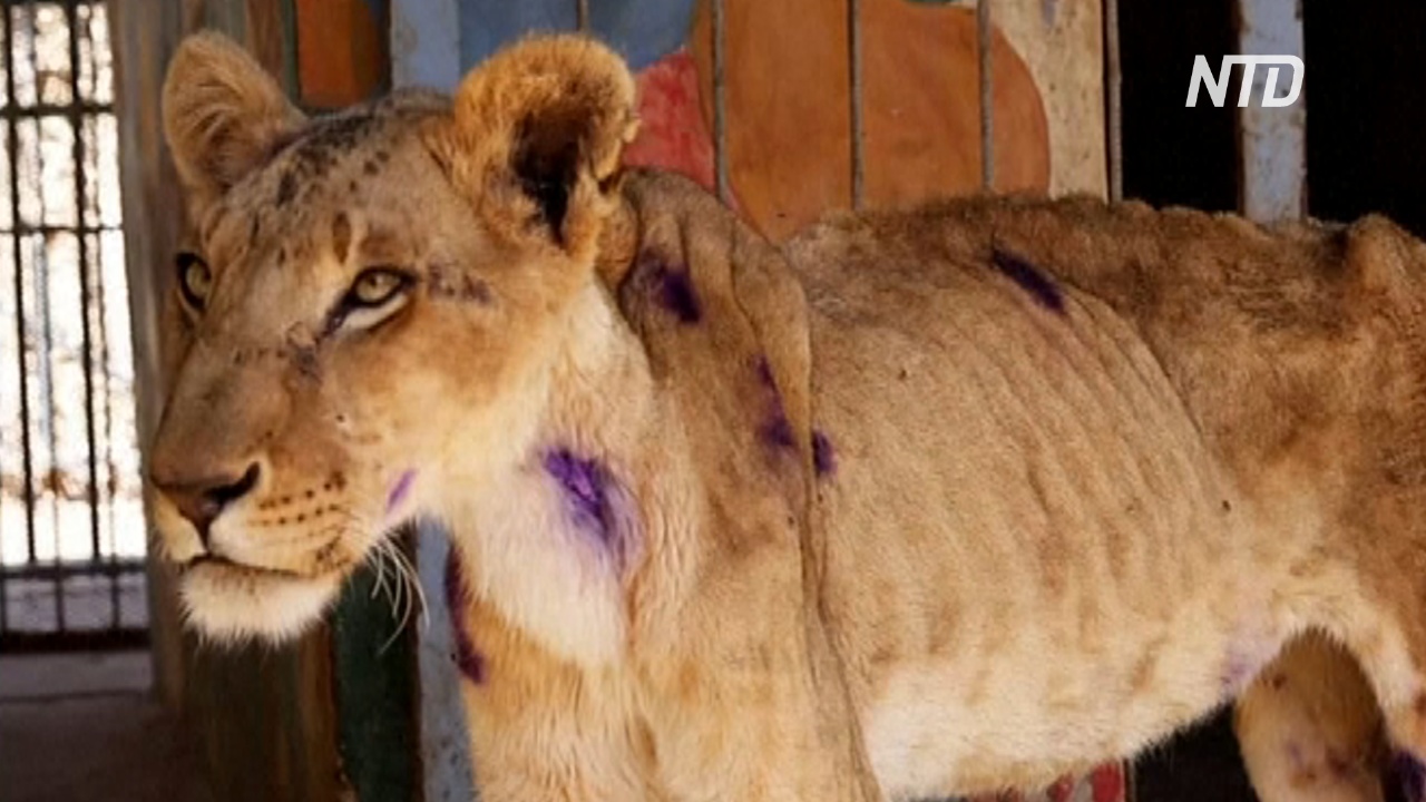 В Судане пытаются спасти истощённых львов, обнаруженных в клетках