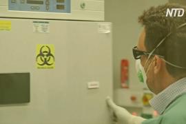 Австралийские учёные воссоздали китайский коронавирус