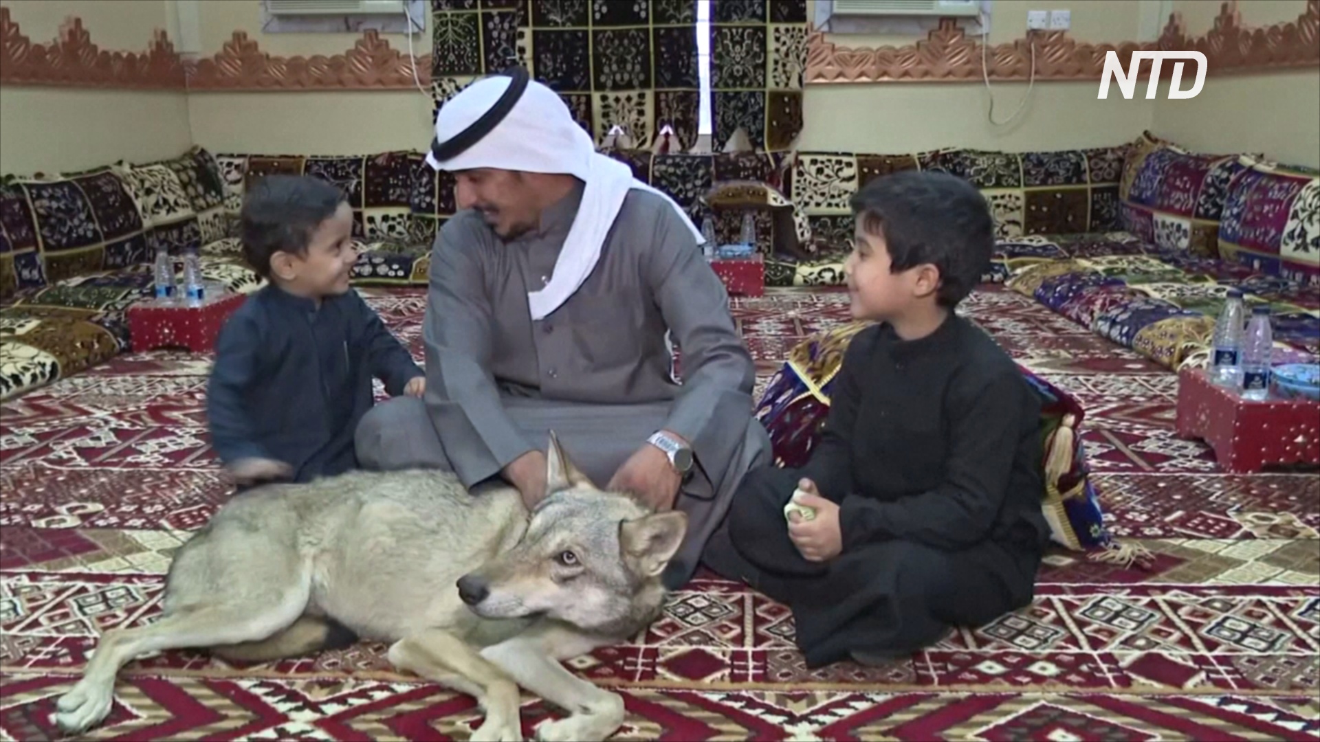В саудовской семье более десяти лет живут волки