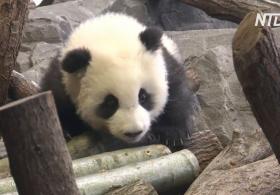 Падения и кувырки: детёныши панды дебютируют в Берлинском зоопарке