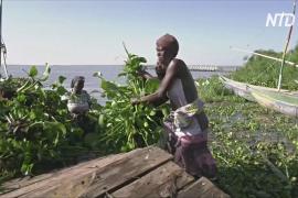 Инвазивное водное растение в Кении превращают в удобрение