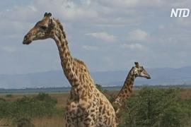 В Таиланде во время перевозки сбежали два жирафа