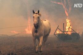 В пожарах в Австралии могло погибнуть до 500 миллионов животных