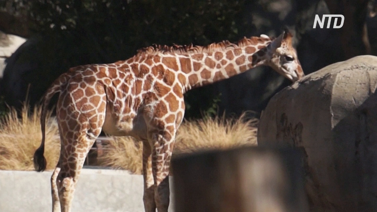 Зоопарк в Мехико показал публике детёныша жирафа