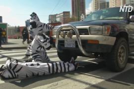 В Боливии на пешеходных переходах работают «зебры»