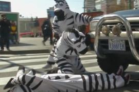 «Зебры» оберегают пешеходов Боливии