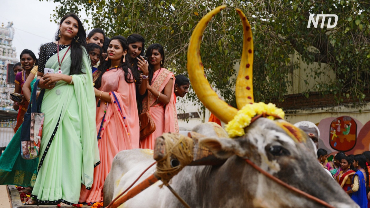 «Лохри» и «Понгал»: по всей Индии празднуют сбор урожая