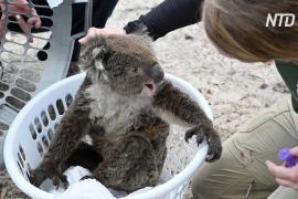 В Австралии лечат коал от ожогов и делают домики для опоссумов