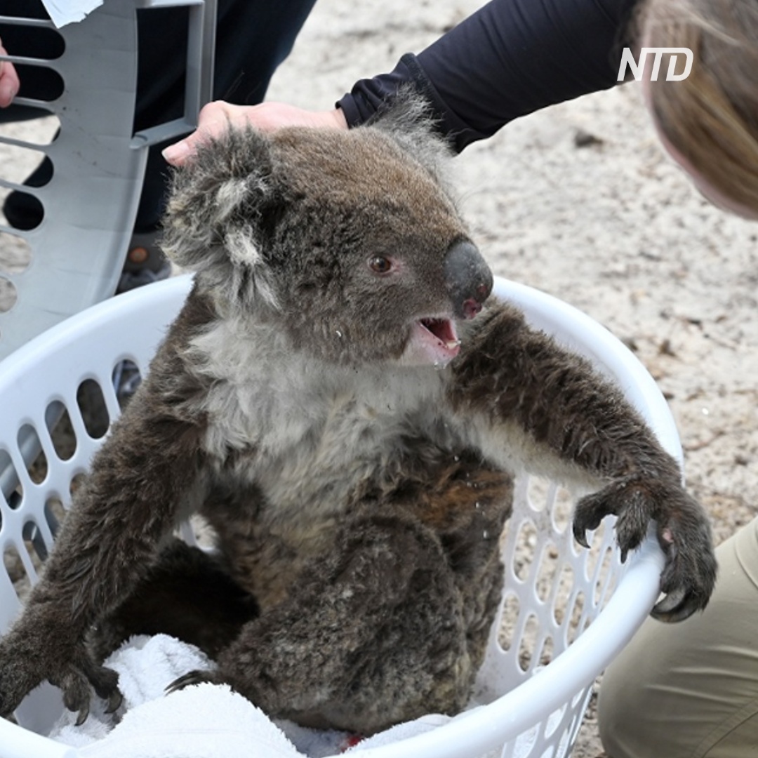 После пожара: коал лечат от ожогов, а для опоссумов делают домики