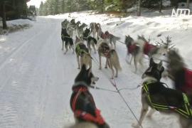 В Чехии выпал снег, и гонки на ездовых собаках не отменили