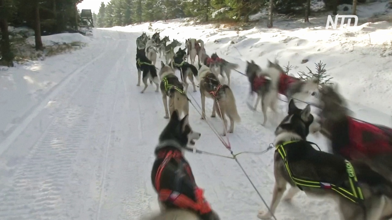 В Чехии выпал снег, и гонки на ездовых собаках не отменили