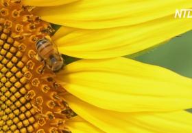 В Мексике плантации подсолнухов спасают пчёл от голода