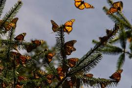 Сказочный лес: в Мексику прилетели миллионы бабочек-монархов
