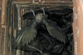 Как имитации печных труб помогут спасти птиц иглохвостов?