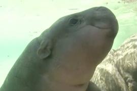 Новорождённого карликового бегемота показали публике в Чили