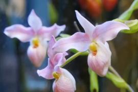 Тысячи орхидей расцвели в «Аптекарском огороде»