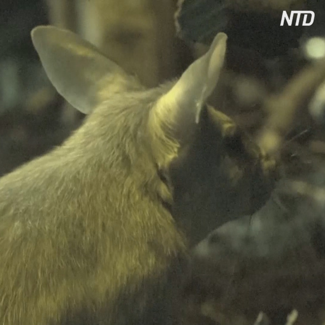 От воалаво до водяных крыс: в зоопарке Лондона готовы встречать год Крысы