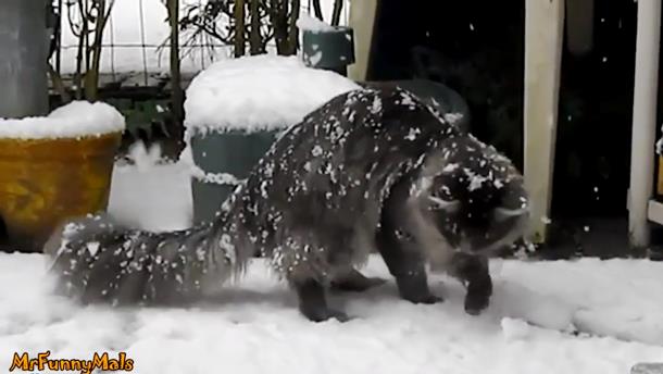 Как кошки реагируют на снег. Забавное видео