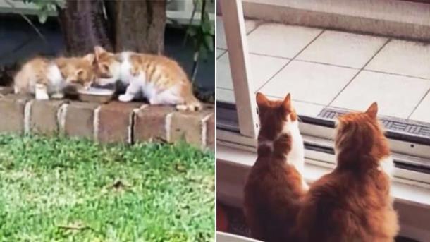 История двух котят, у которых один глаз на двоих