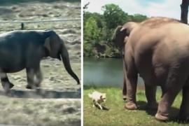 Про дружбу слона и собаки: 10 лет вместе