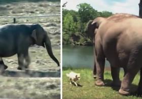 Про дружбу слона и собаки: 10 лет вместе